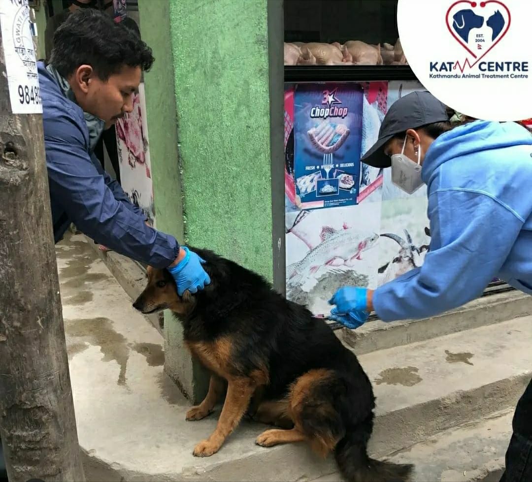 狂犬病予防注射