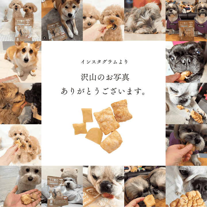 LAMAKENO® ラマチー ●超徳用● 中型犬用 M8本ラマ家のヤクミルクチーズ 無添加無着色 プレミアムグレード 真空パック 送料無料