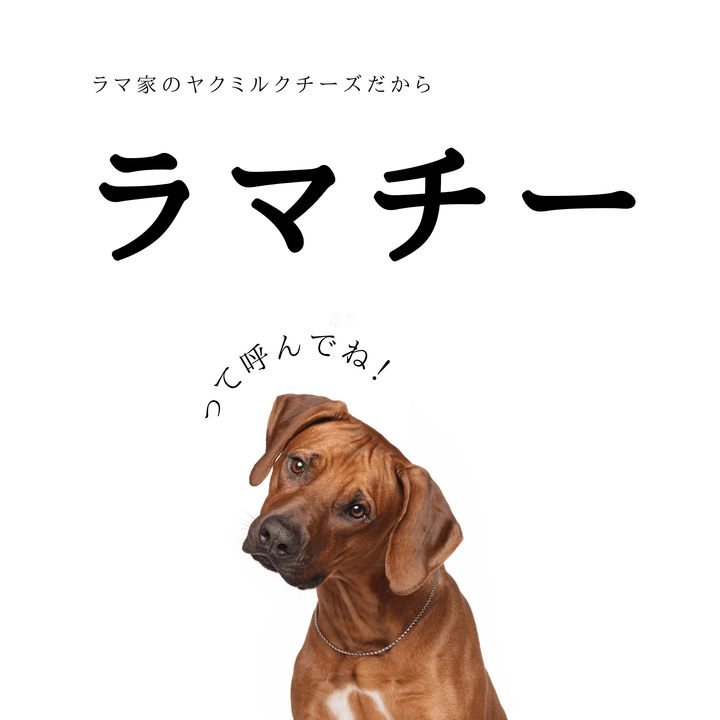 L1本 LAMAKENO® ●ラマチー● 大型犬用 ラマ家のヤクミルクチーズ プレミアムグレード 真空パックでお届け 送料無料