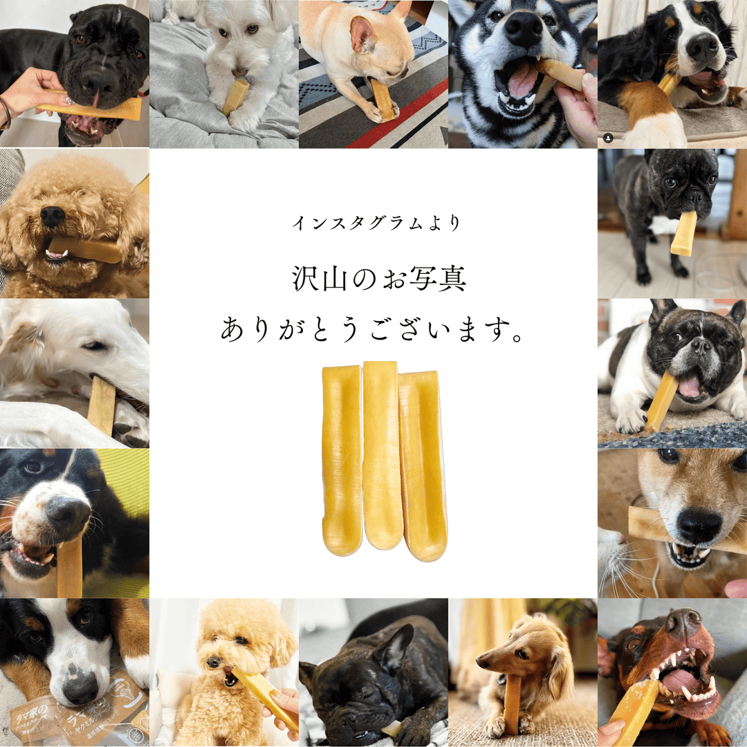 L1本 LAMAKENO® ●ラマチー● 大型犬用 ラマ家のヤクミルクチーズ プレミアムグレード 真空パックでお届け 送料無料
